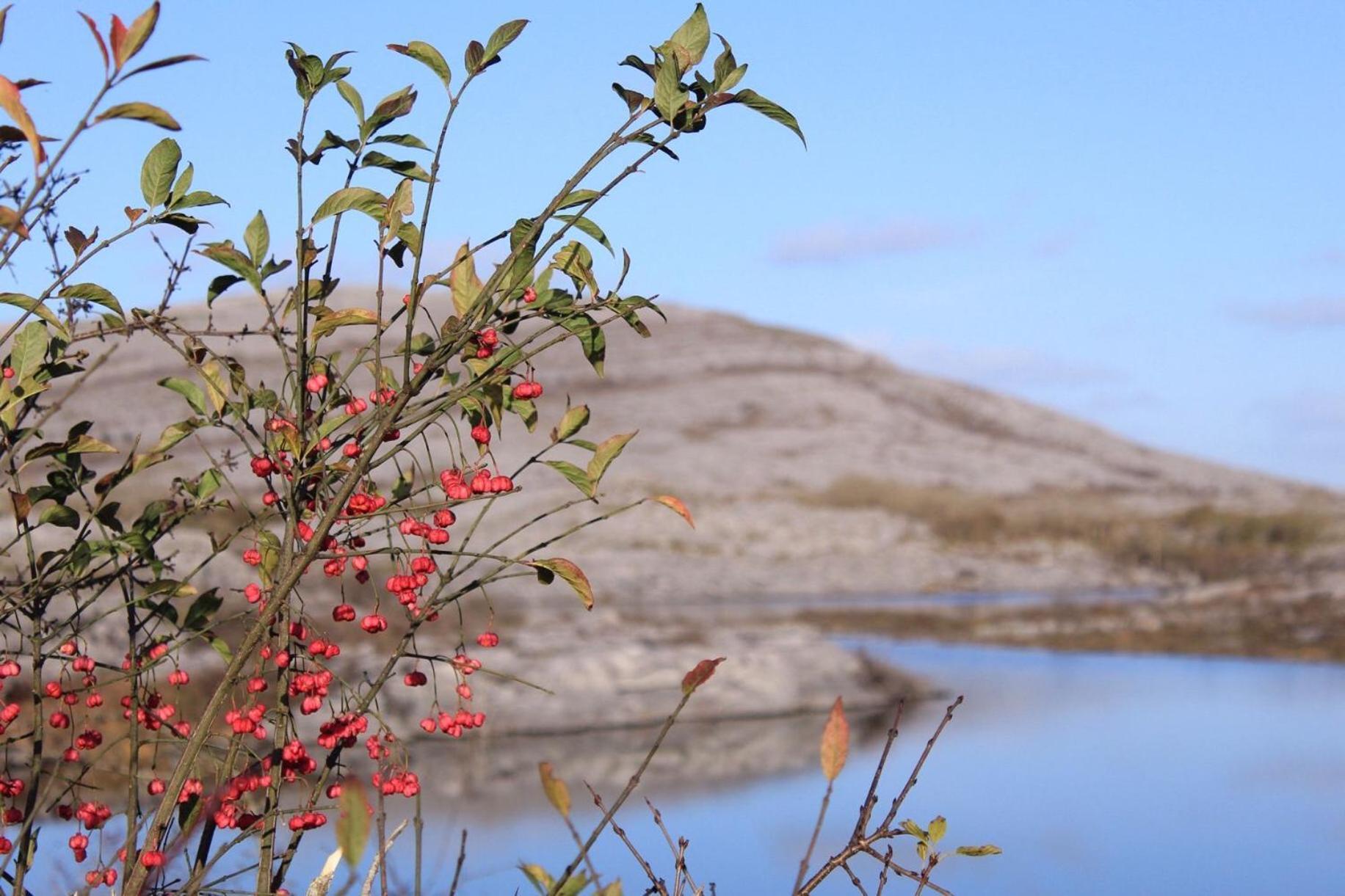 Riverside Cottage In The Burren Corofin  エクステリア 写真